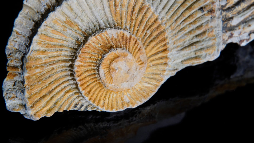 a-close-up-of-a-rock-with-a-black-background-mafnogyb1x4