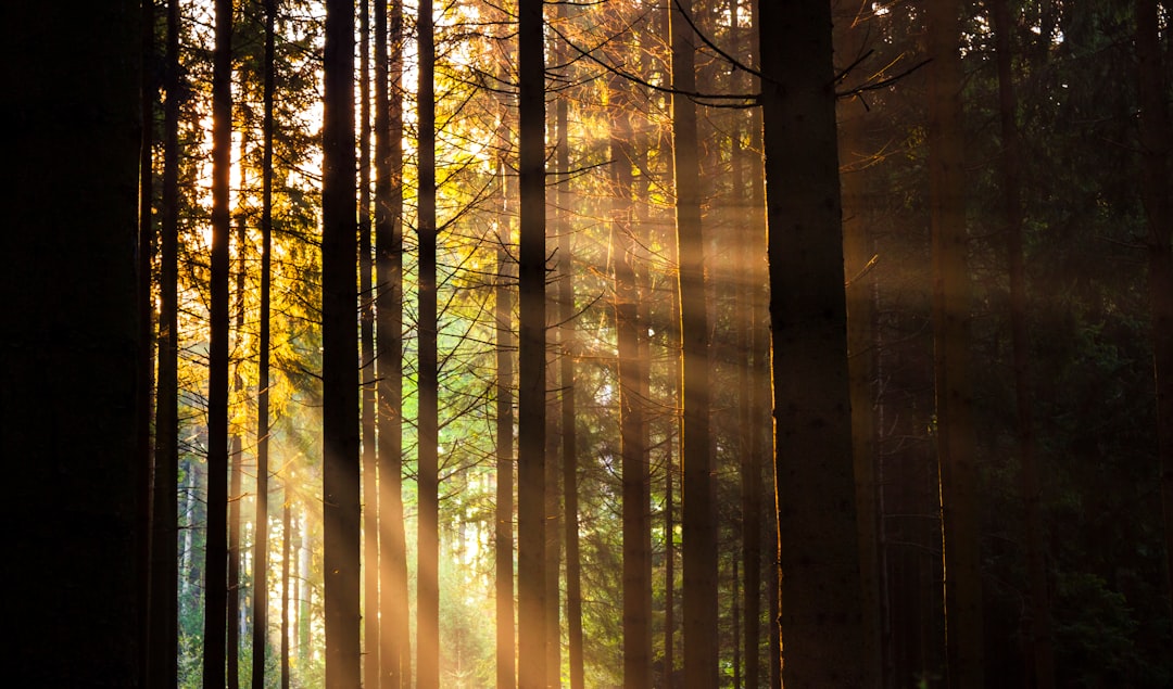 Mystic forest
