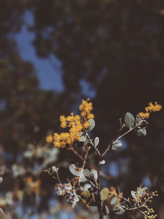 Vibrant Australian golden wattle flowering against a lush forest backdrop in Queensland.