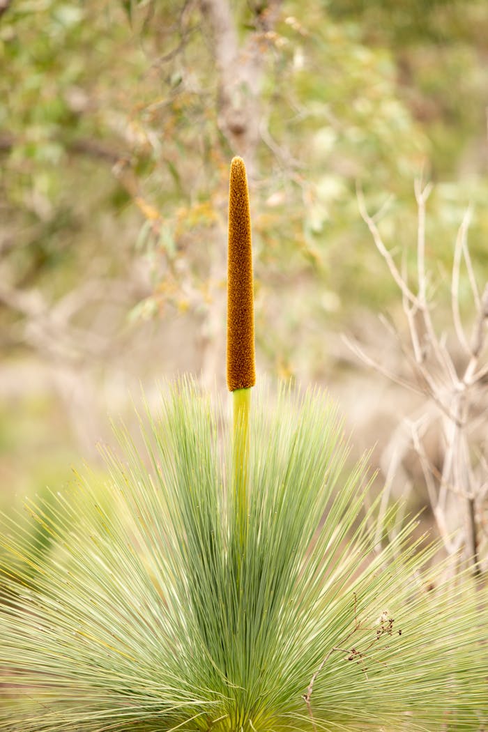 A detailed shot of a Xanthorrhoea plants flowering spike in a natural setting.