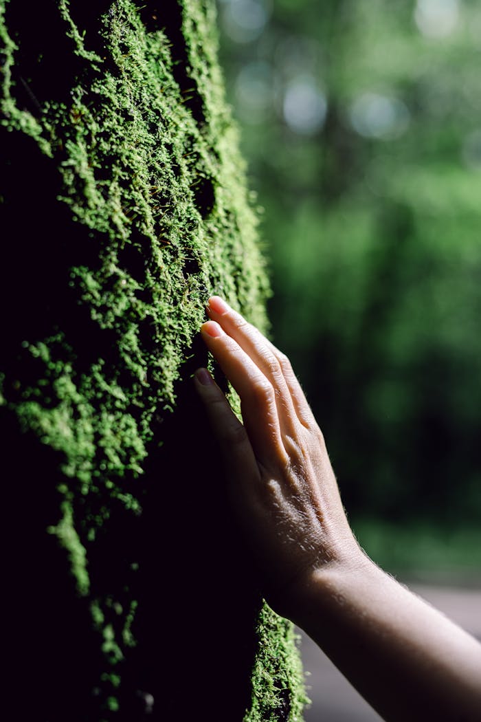 A close-up shot of a persons hand gently touching a moss-covered tree, capturing the essence of natures tranquility.
